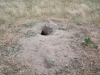 Prairie Dog Hole